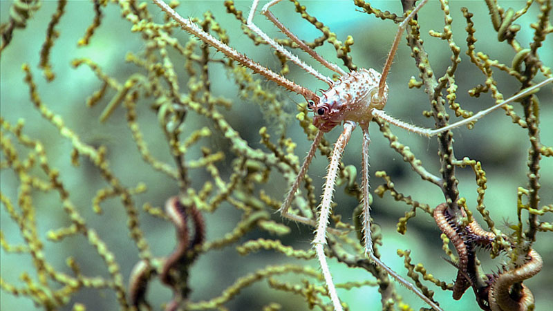 Gorogonian octocoral (Paramuricea sp.) with associated squat lobster (Gastroptychus sp.) and brittle star. Specific species of squat lobsters and brittle stars are often associated with specific species of coral.