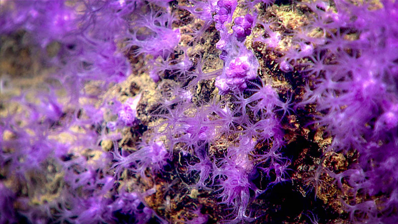 This distinctly purple octocoral (Clavularia rudis) was observed encrusting the upper end of a rock that tilted diagonally from the benthos (seafloor).