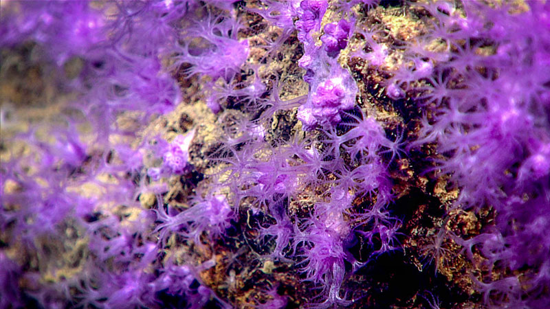 This distinctly purple octocoral (Clavularia rudis) was observed encrusting the upper end of a rock that tilted diagonally from the benthos (seafloor).