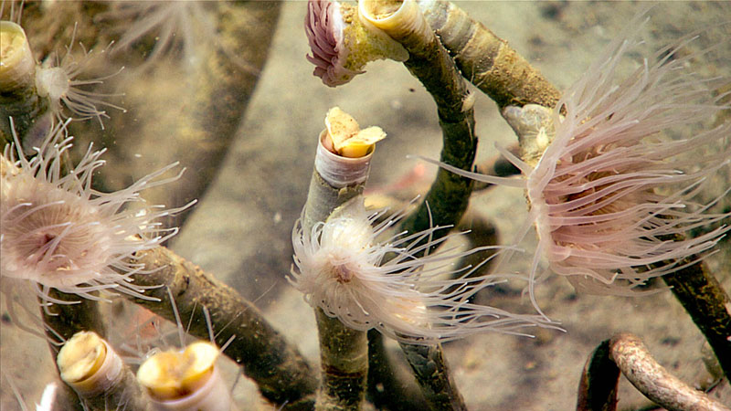 Patches of chemosynthetic communities were occasionally observed throughout the dive, which included high densities of siboglinid tubeworms. 