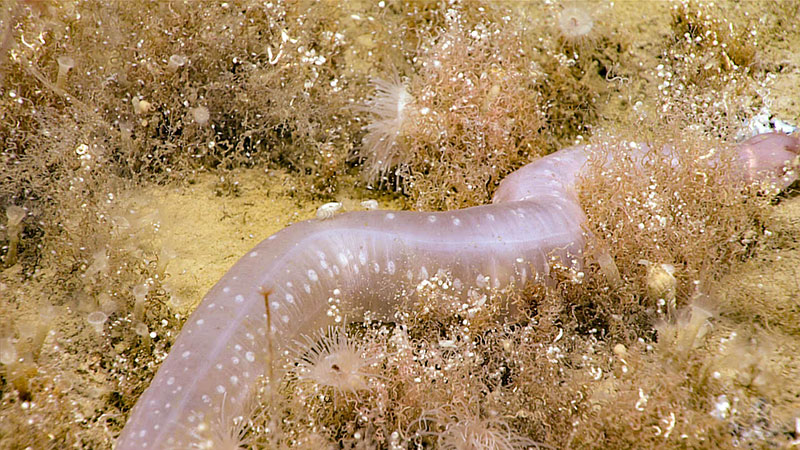 The sea cucumber Chiropdota heheva in a dense patch of Sclerolinum sp. siboglinid tubeworms.