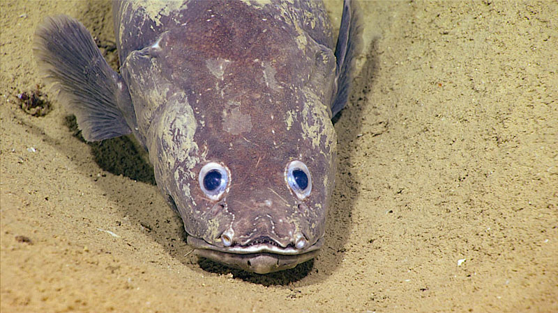 Commonly observed in the deep Gulf of Mexico waters, this cusk eel (Cataetyx laticeps) with large eyes was seen laying in the soft sediment. This species feeds mainly on crustaceans and smaller fishes.