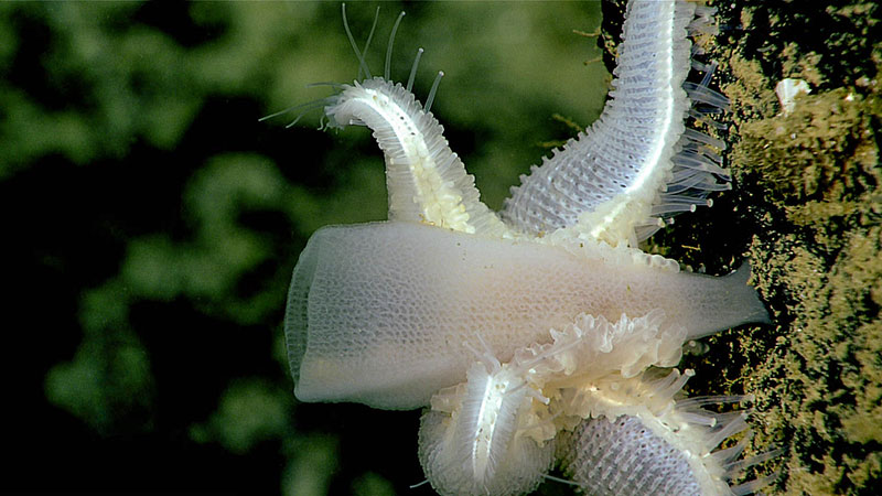 Pythonaster seastar feeding on a glass sponge.
