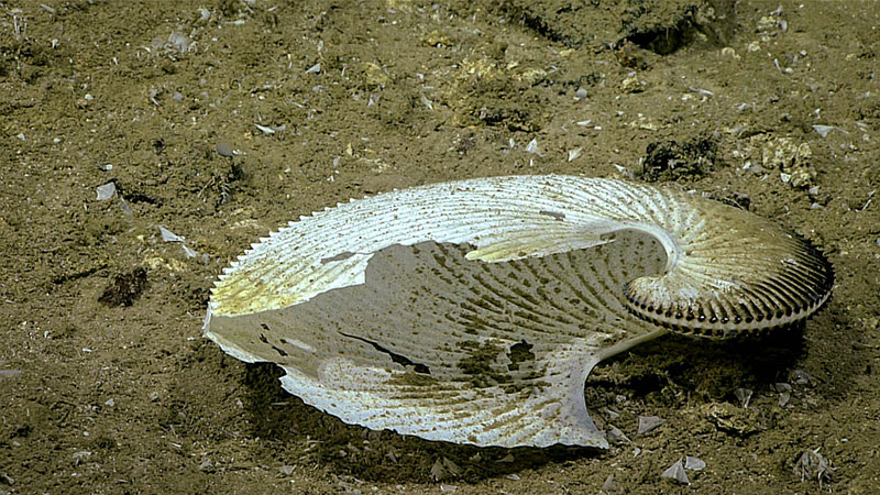 Empty shell of an Argonaut mollusk. 
