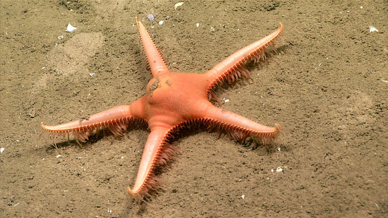 This sea star (Dytaster sp.) has pointed tube feet which allow it to move quickly on the sediment. Sea stars were common at the beginning of Dive 10. 