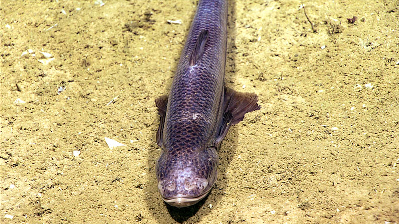 This tripod fish (Bathytyphlops sp.) was one of the last organisms surveyed on Dive 10.