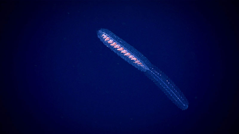 Siphonophores are commonly observed in the water column. This individual was seen during the second transect at ~400 meters (~1,310 feet) deep.