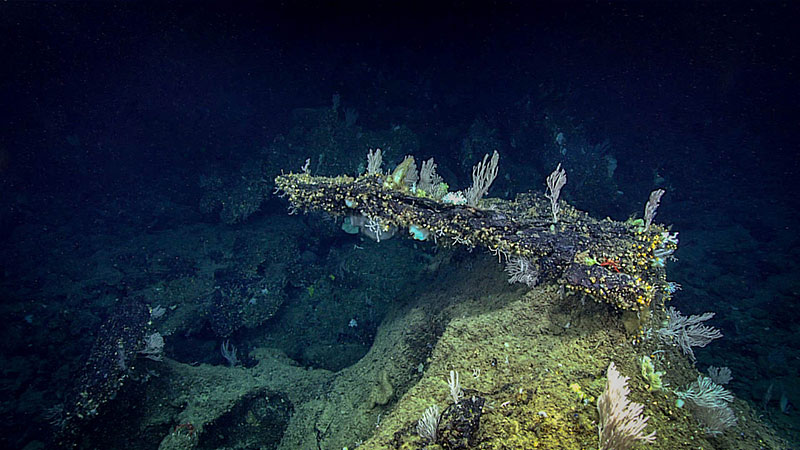 When water flows through pores in carbonate rock, dissolution can happen, causing these dramatic overhangs. Three different primnoid coral species are on top of this rock, which became the dominant fauna upslope.