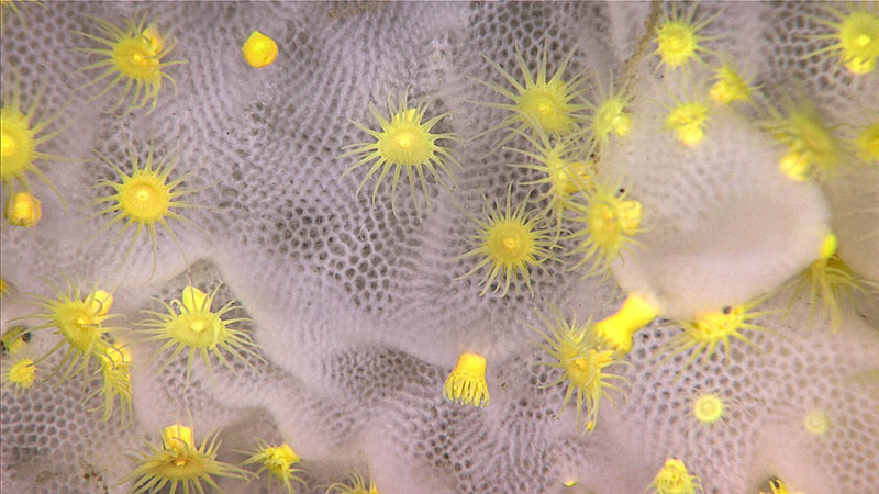 Bright yellow parasitic zoanthids were observed encrusting a glass sponge.