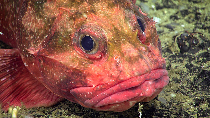 This spiny rockfish (Trachyscorpia cristulata) has large eyes, a large head, and a tapering body. It was observed at ~435 meters (~1,425 feet) deep. 
