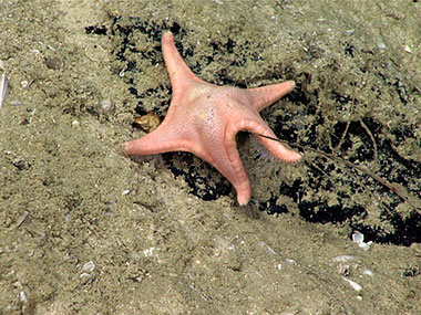 A goniasterid seastar, possibly a Circeaster sp. or Sibogaster sp., was seen feeding on a Bathypathes sp. black coral – this is the first time a sea star has ever been recorded feeding on a black coral.
