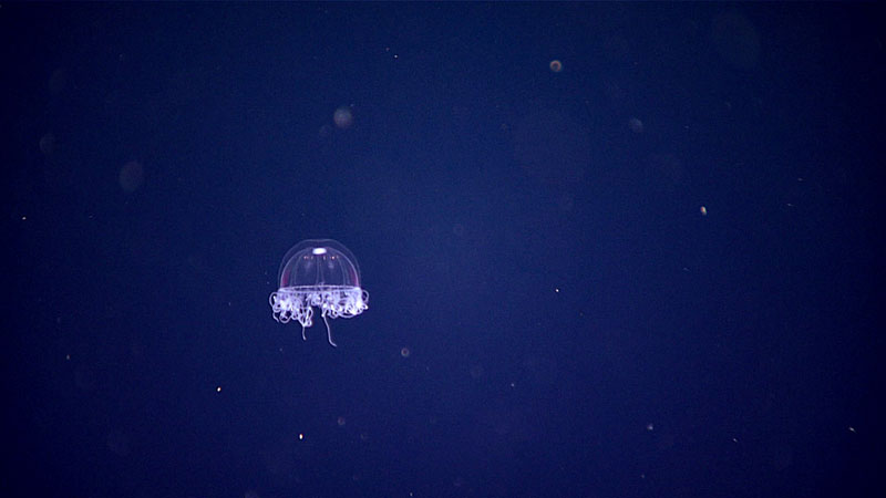 This jellyfish (Trachymedusae) was seen on the midwater transects at a depth of approximately 700 meters (~2,295 feet). It was observed at ~435 meters (~1,425 feet) deep.
