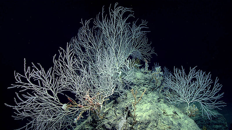 A very high density of bamboo corals and glass sponges were observed towards the end of the dive. To date, these are among the deepest high-density communities recorded in the Gulf of Mexico.
