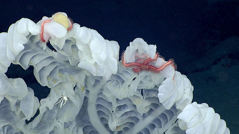 This glass sponge, observed at 2,280 meters (~7,480 feet), was host to many other organisms, including brittle stars, a gooseneck barnacle, an amphipod, a polychete worm, and a squat lobster. 