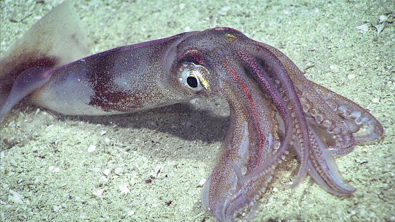 At the beginning of the dive, squid (Illex sp.) were common.