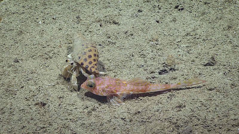 A hermit crab wandered on the seafloor, bumping into a slope dragonet (Centrodraco sp.) at approximately 310 meters (~1,015 feet) deep.
