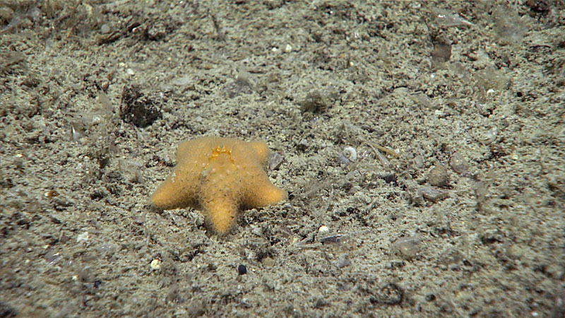 This tiny sea star, less than five centimeters (less than two inches) across, could be a rare Remaster palmatus (family Korethrasteridae). If so, this could be one of the first live observations of this species in the Gulf of Mexico.
