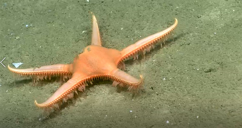 Sea star moving across seafloor