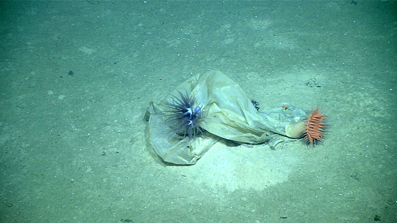 When we reached the bottom at nearly 1,600 meters (~5,250 feet) on Dive 03, one of the first things we observed was a plastic bag with anemones on it.