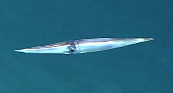 Bird squid (Ornithoteuthis antillarum), a species of the family Ommastrephidae that is common in the Gulf of Mexico’s deep ocean.