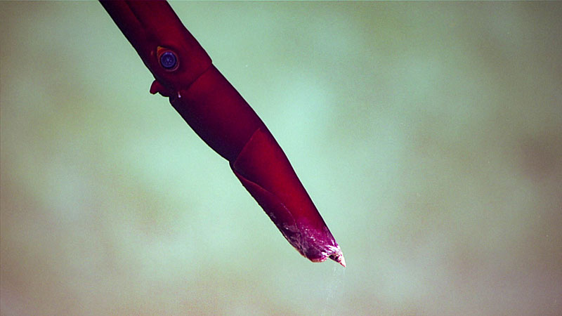 This long, narrow, brick red squid in the family Mastigoteuthidae was observed to have a small clear spot near its eye.