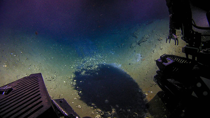 Figure 2: Brine pool observed on Dive 06. Note the surrounding mussel shells and blue staining of sediment above the pool.