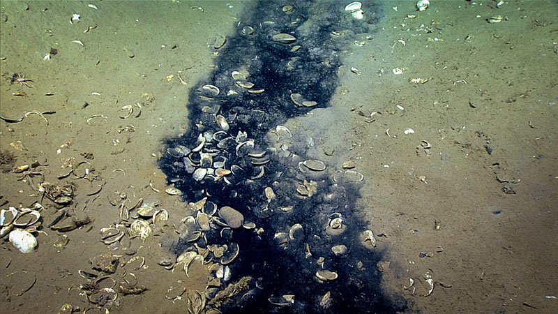 Figure 3: Panning up from the pool, D2 imaged long, blue-gray-black streaks of stained sediment on the otherwise tan-colored slope above the brine pool. 