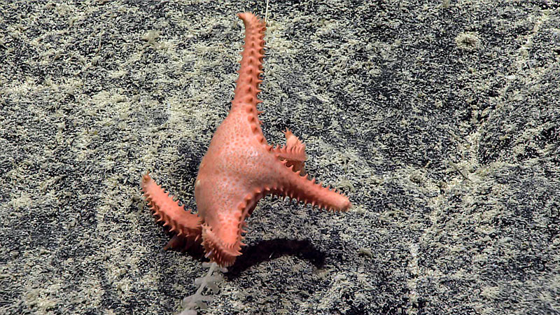 Circeaster new species in the Pacific Ocean's Musicians Seamounts and now this Atlantic star – are they the same species?