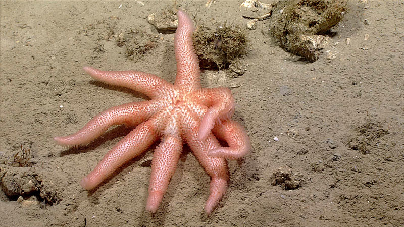 A multi-armed sea star in the family Myxasteridae was observed for the first time in Hidalgo Basin, in the Gulf of Mexico.