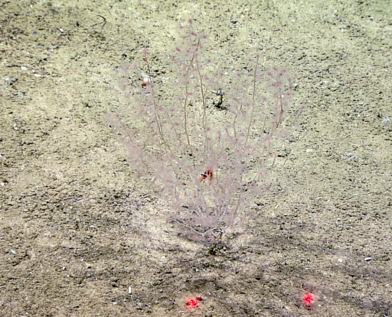 An Acanella bamboo coral rooted in soft sediments at 1,863 meters (6,112 feet) depth on the West Florida Escarpment.