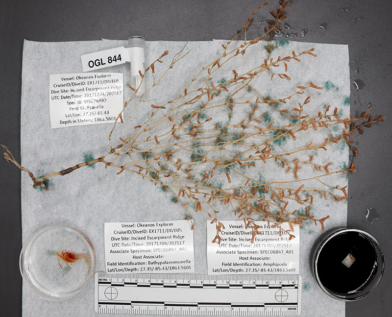 An Acanella bamboo coral collected from soft sediments reveals the base of the skeleton is modified as a rootlet (on far left). The rootlet allows the colony to be stable in the soft seafloor.