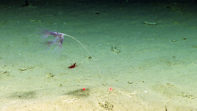 An Umbellula sea pen at 2,790 meters (~9,155 feet) depth in Perdido Canyon. Sea Pens (Pennatulacea) are octocorals that are adapted to live anchored in soft sediments. At the base of the long, thin stalk is a swollen region, called the peduncle, that helps hold the colony in position.