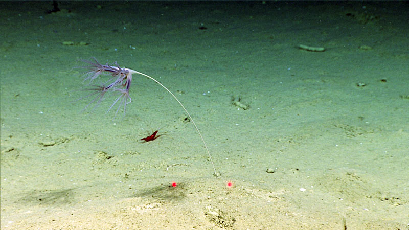 An Umbellula sea pen at 2,790 meters (~9,155 feet) depth in Perdido Canyon. Sea pens (Pennatulacea) are octocorals that are adapted to live anchored in soft sediments. At the base of the long, thin stalk is a swollen region, called the peduncle, that helps hold the colony in position.