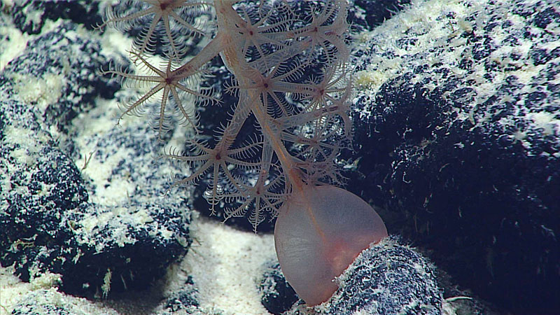 A relatively recent discovery is that some sea pens (Pennatulacea) live on hard bottoms. These “rock pens” use their peduncle like a suction cup, as shown on this colony at ~2,200 meters (~7,220 feet) depth on the North Manihiki Plateau (Mountains in the Deep: Exploring the Central Pacific Basin).