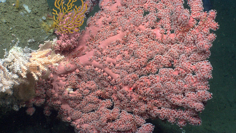 During this expedition, scientists and managers will be collecting data in areas predicted to be suitable habitat for deep-sea corals similar to this location imaged during the NOAA Ship <em>Okeanos Explorer</em> 2013 Northeast U.S. Canyons expedition.