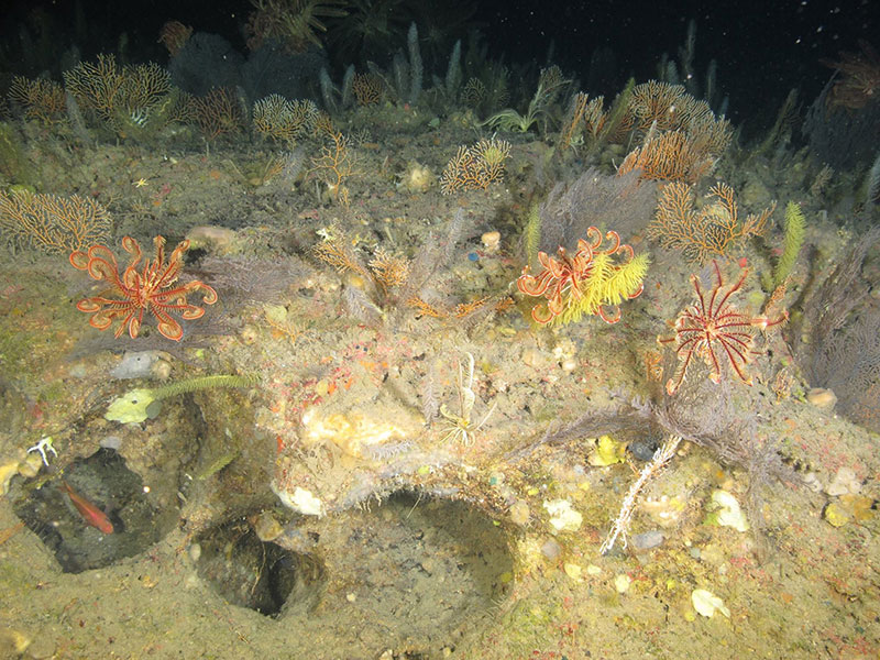 A dense community of black corals, octocorals, and crinoids at 122 meters (400 feet) depth on Elvers Bank in the northwestern Gulf of Mexico.