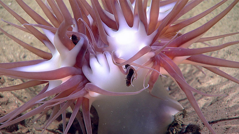 This unidentified anemone was seen for the first time during the Windows to the Deep 2018 expedition during the final dive, Dive 17, around 1,878 meters (6,161 feet).