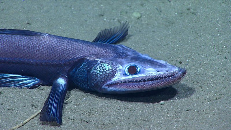 This deep-sea lizardfish, bathysaurus, was imaged around 1,771 meters (5,810 feet) depth during the final dive of the Windows to the Deep 2018 expedition.