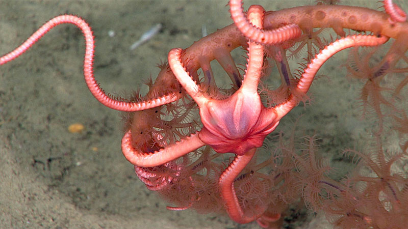 Normally the remotely operated vehicle <em>Deep Discoverer</em> images brittle stars along the seafloor on in the branches of corals, as seen in these images from the Windows to the Deep 2018 expedition. During the first dive of this expedition, the scientists had a rare sighting of a ophiuroid swimming.