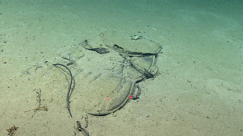 While the first dive of the Windows to the Deep 2018 was over 140 miles from the nearest landmass, scientists still witnessed the presence of humans documenting marine debris of aluminum cans and this potential scuba diver buoyancy control device (BCD) imaged at over 1700 meters.