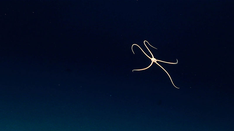 A rare sighting of an ophiuroid or brittle star swimming in the water column during the first dive of the Windows to the Deep 2018 expedition.
