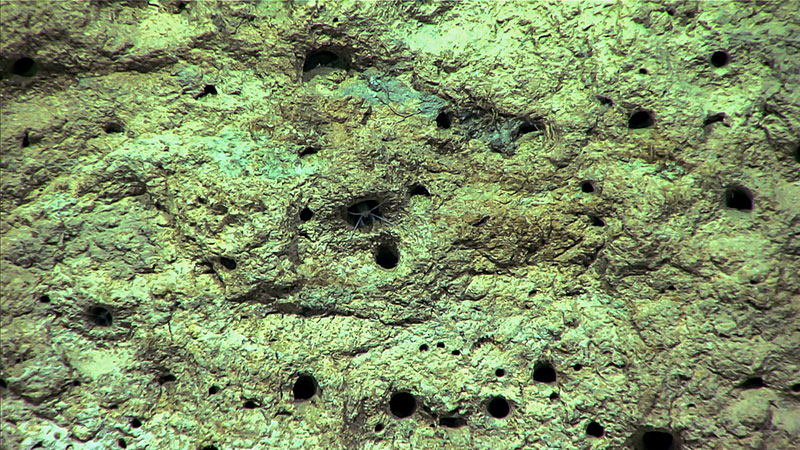 During Dive 03 at Giant Bedforms of Blake Ridge, the ROV Deep Discoverer imaged these amphipods making a home in the pits in this sediment.