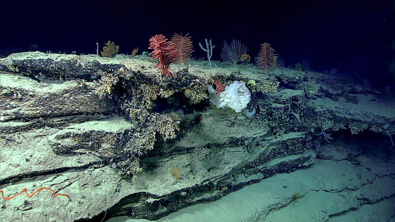 High density and diversity of sponges and corals seen on the ridge crest during Dive 04 at Blake Escarpment South during the Windows to the Deep 2018 expedition.