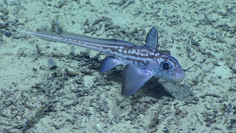 During Dive 05 of the Windows to the Deep 2018 expedition, several neonate chimaera, possibly C. bahamensis, were observed over coral rubble substrate.