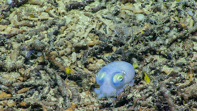 This small, blue, squid was imaged around 712 meters (about 2,336 feet) during Dive 06 in Stetson Mesa during the Windows to the Deep 2018 expedition.