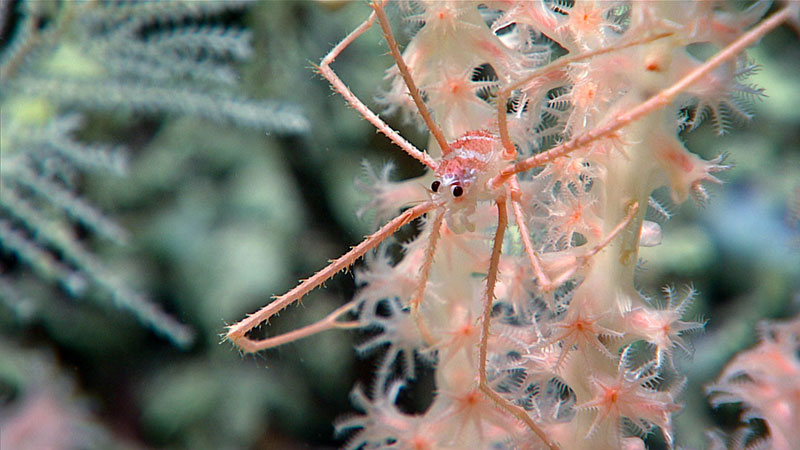 An image of a squat lobster on an octocoral observed during Dive 07 of the Windows to the Deep 2018 expedition.