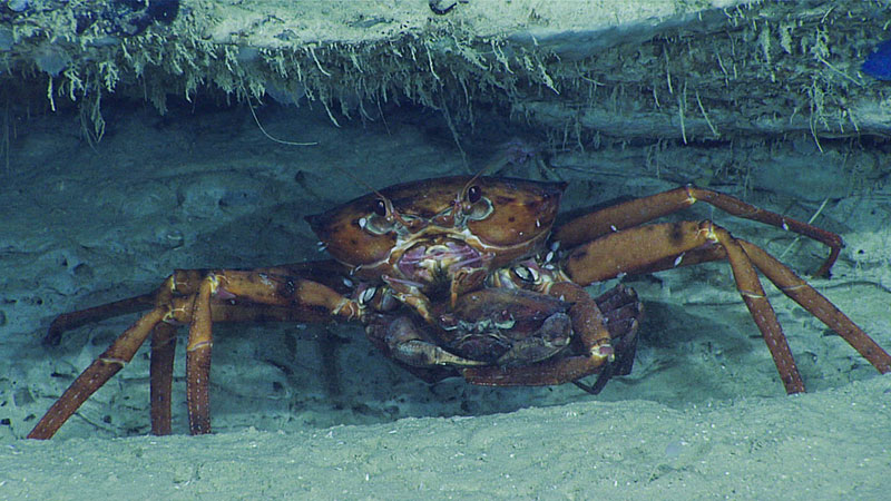 Two golden crabs, a commercially important species, seen during Dive 08 of the Windows to the Deep 2018 expedition. Based on their behavior the scientists speculated that the pair was mating.