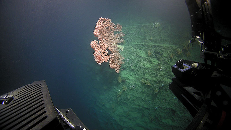 This large bubblegum coral as well as several smaller colonies, was seen on a near vertical wall during the dive at Richardson Scarp for the Windows to the Deep 2018 expedition.