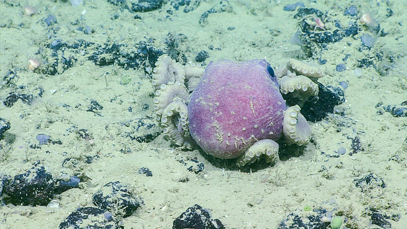 Each Friday the mission team hopes for an octopus so they can celebrate Octopus Friday and this dive did not disappoint. The team observed an octopus around 892 meters (about 2,927 feet) during Dive 08 of the Windows to the Deep 2018.
