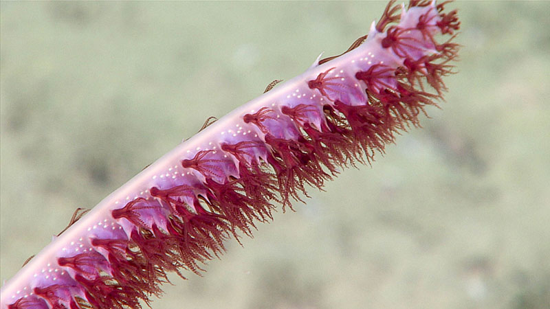 This sea pen was imaged during Dive 11 of the Windows to the Deep 2018 expedition at around 1,519 meters (about 4,984 feet) depth. The white dots seen on the organism are highly modified polyps without tentacles called syphonozoid. These polyps can hold eggs or funnel water through the organism.